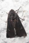 Aporophyla nigra