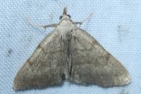 Pechipogo strigilata