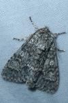 Acronicta megacephala