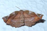 Apeira syringaria