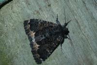 Catephia alchymista