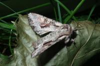 Lacanobia w-latinum
