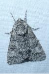 Acronicta megacephala