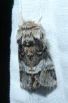 Drymonia dodonaea