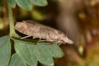 Acroclita subsequana
