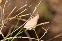 Rhodometra sacraria
