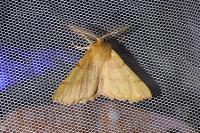 Colotois pennaria