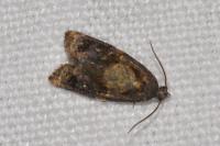 Ditula angustiorana
