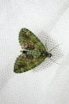 Chloroclysta siterata