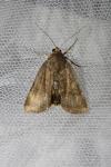 Noctua janthe/janthina