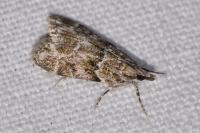 Eudonia mercurella