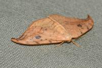 Drepana falcataria