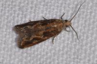 Bactra furfurana