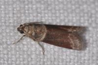 Cryptoblabes bistriga