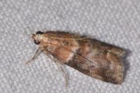 Acrobasis repandana