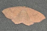 Cyclophora ruficiliaria