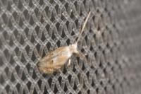 Bucculatrix