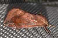 Cosmia pyralina