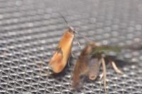 Batia lunaris