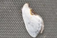 Cilix hispanica