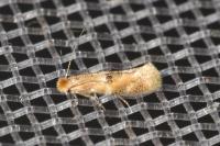 Bucculatrix ulmella