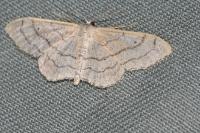 Idaea aversata