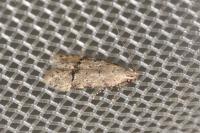 Teleiodes vulgella