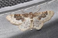 Idaea rusticata