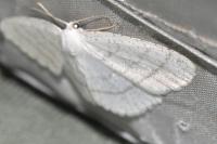 Cabera pusaria