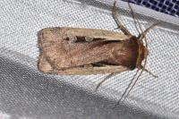 Ochropleura plecta
