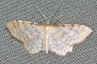 Idaea fuscovenosa