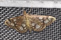 Anania coronata
