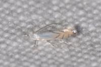 Phyllonorycter harrisella