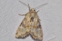 Apamea scolopacina
