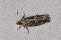 Zeiraphera isertana