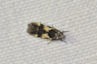 Teleiodes luculella