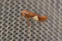 Caloptilia stigmatella