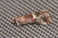 Acrobasis marmorea