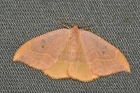 Watsonalla binaria