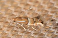 Phyllonorycter ulmifoliella