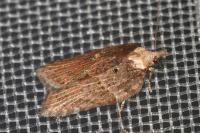 Acleris hastiana
