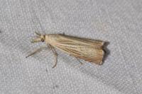 Chrysoteuchia culmella