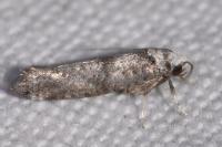 Swammerdamia caesiella