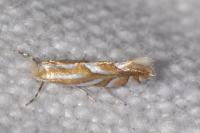 Phyllonorycter distentella