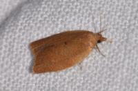 Clepsis consimilana