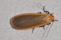 Katha depressa