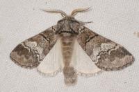 Drymonia querna