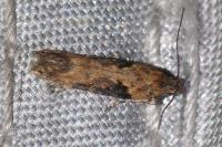 Scrobipalpa costella