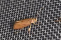 Crassa unitella