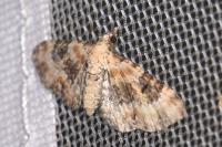 Eupithecia pulchellata